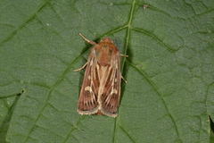 Gressmarkfly (Cerapteryx graminis)