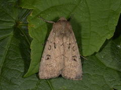 Krattfly (Graphiphora augur)