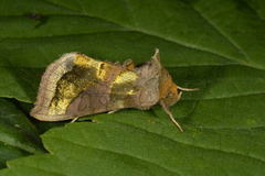 Større båndmetallfly (Diachrysia chrysitis)