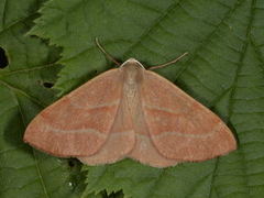 Barskogmåler (Hylaea fasciaria)