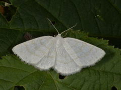 Gul sankthansmåler (Cabera exanthemata)