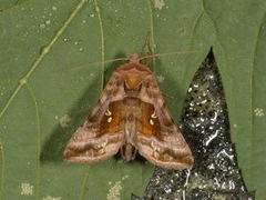 Rødbrunt metallfly (Autographa jota)