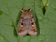 Rødfrynset teglfly (Diarsia brunnea)