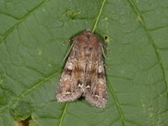 Rødt hagefly (Ceramica pisi)