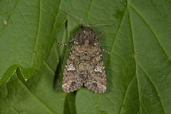 Kålfly (Mamestra brassicae)