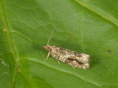 Heggekveldvikler (Epinotia signatana)