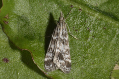 Heimosemott (Eudonia sudetica)