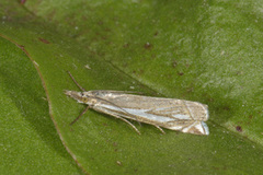 Smalstreknebbmott (Crambus lathoniellus)