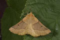 Bølgemåler (Crocallis elinguaria)