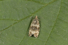 Olivenprydvikler (Celypha lacunana)