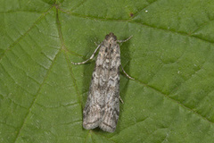 Grankonglesmalmott (Dioryctria abietella)