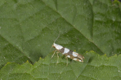 Oreblomstmøll (Argyresthia goedartella)