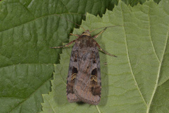 Rødfrynset teglfly (Diarsia brunnea)