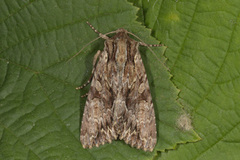 Stort engfly (Apamea monoglypha)