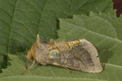 Større båndmetallfly (Diachrysia chrysitis)