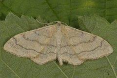 Vinkelengmåler (Idaea aversata)