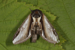 Bjørketannspinner (Pheosia gnoma)