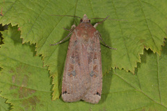 Hagebåndfly (Noctua pronuba)