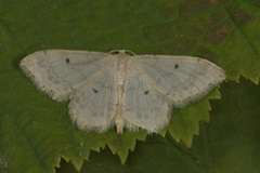 Randengmåler (Idaea biselata)