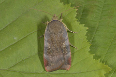 Fiolett båndfly (Noctua janthe)