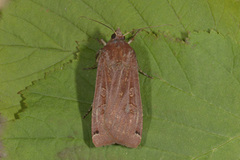 Hagebåndfly (Noctua pronuba)