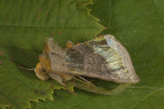 Større båndmetallfly (Diachrysia chrysitis)