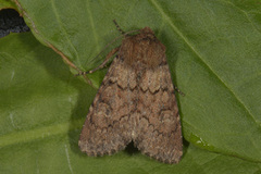 Rødt fjellengfly (Apamea schildei)