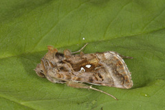 Fiolettbrunt metallfly (Autographa pulchrina)