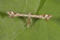 Ryllikfjærmøll (Gillmeria pallidactyla)