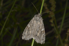 Mørkt skogfly (Eurois occulta)