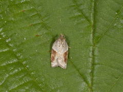 Buskflatvikler (Acleris laterana)