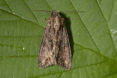 Stort engfly (Apamea monoglypha)