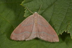 Barskogmåler (Hylaea fasciaria)