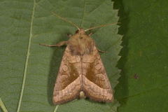 Brunt stengelfly (Hydraecia micacea)