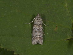 Grankonglesmalmott (Dioryctria abietella)