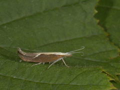 Leddvedsprellemøll (Ypsolopha dentella)