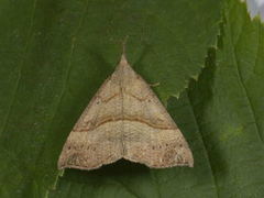 Neslenebbfly (Hypena proboscidalis)