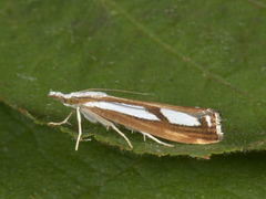 Treflekket nebbmott (Catoptria permutatellus)