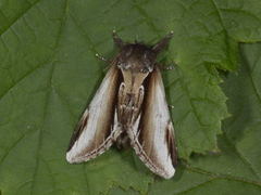 Bjørketannspinner (Pheosia gnoma)