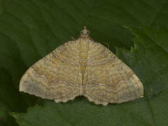 Gullmåler (Camptogramma bilineata)