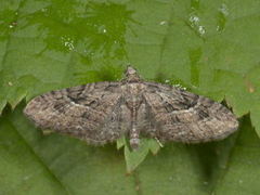 Augustdvergmåler (Eupithecia pusillata)