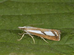 Treflekket nebbmott (Catoptria permutatella)