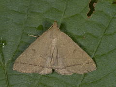 Gråbrunt viftefly (Herminia tarsipennalis)