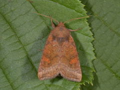 Stengelfly (Amphipoea)