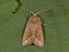 Brunt stengelfly (Hydraecia micacea)