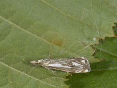 Klippenebbmott (Catoptria falsella)