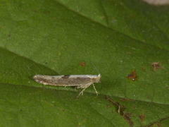 Kirsebærmøll (Argyresthia pruniella)