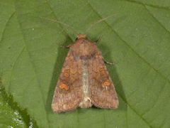 Stengelfly (Amphipoea)