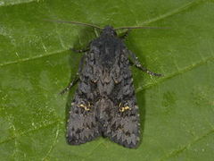 Stort lyngheifly (Aporophyla nigra)