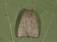 Osperingfly (Ipimorpha subtusa)